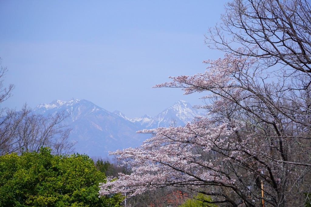 桜開花状況 ふるさと公園の桜 三代校舎ふれあいの里 ほくとナビ