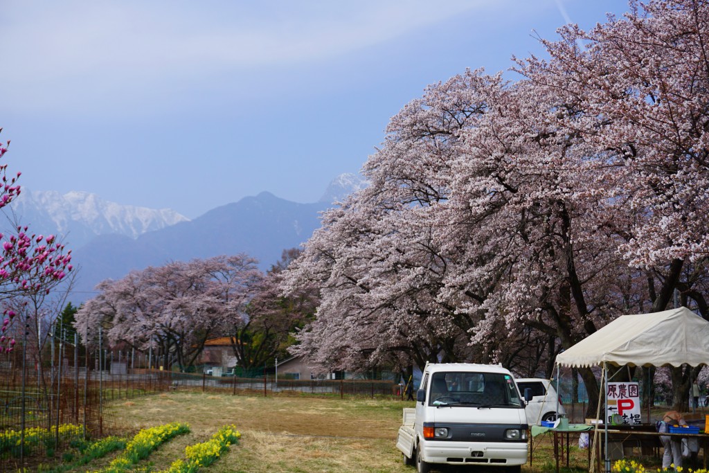 桜開花状況 眞原桜並木 ほたる親水公園 神田の大糸桜 ほくとナビ