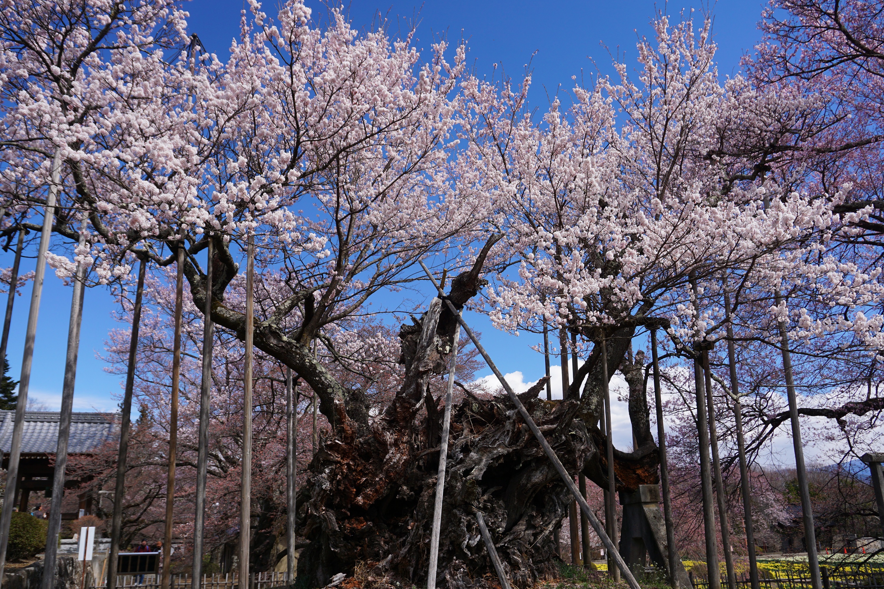 19桜情報 山高神代桜の満開宣言が発表されました ほくとナビ